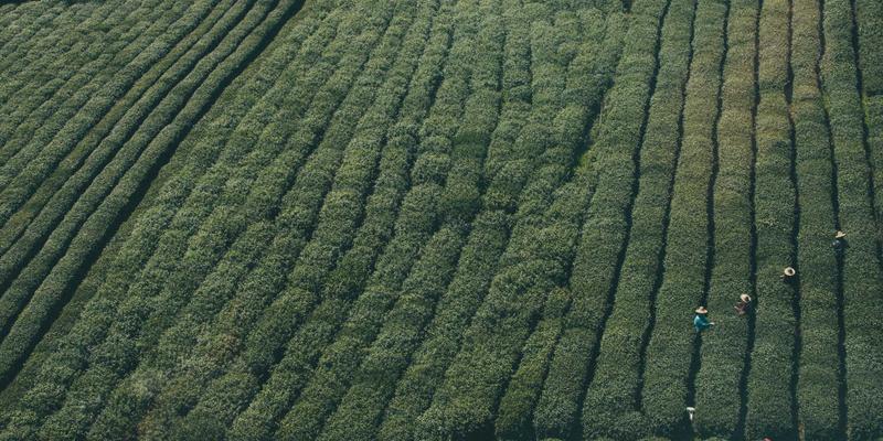 从狗笼到梦想宠物屋：DIY改造宠物笼具的创意指南