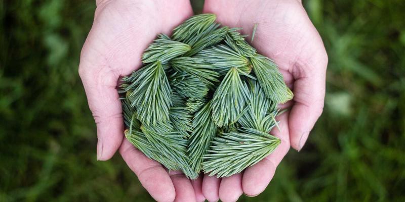 多宠物家庭必备指南：如何科学配置宠物箱与猫笼，巧妙化解领地冲突