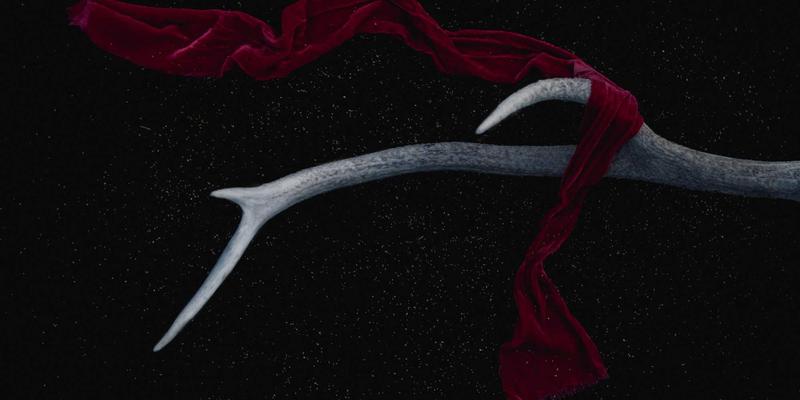 宠物箱74：狗笼、宠物箱与宠物围栏的终极选购与使用指南