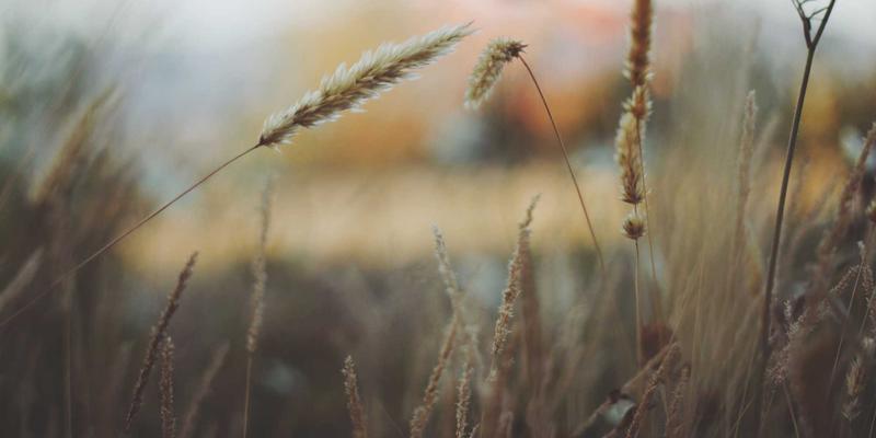 宠物箱91：如何为爱宠挑选猫笼与宠物围栏？专业笼具选购指南