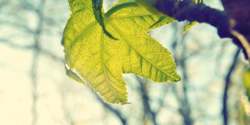 宠物箱97：不止是笼具，更是宠物家具与生活空间的完美融合