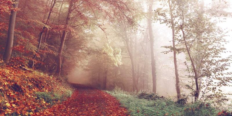 宠物箱入门指南：从狗笼到宠物窝，如何为爱宠选择第一个家