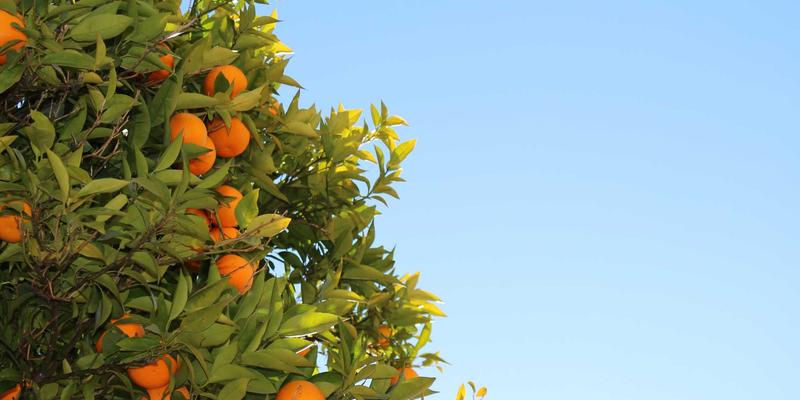 宠物箱内丰容玩具布置指南：用心理学技巧打造幸福笼内空间