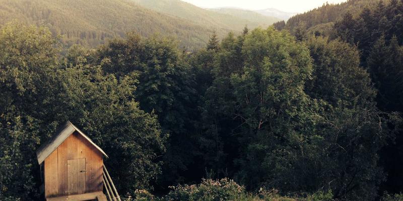 宠物箱的隐藏力量：从行为学揭秘猫笼如何成为猫咪的“安全堡垒”