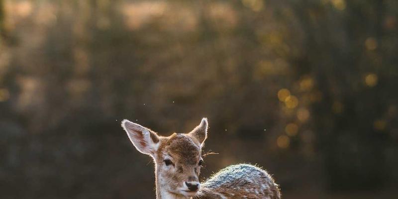 折叠式宠物箱 vs 硬壳宠物箱：不同使用场景下的优缺点深度对比
