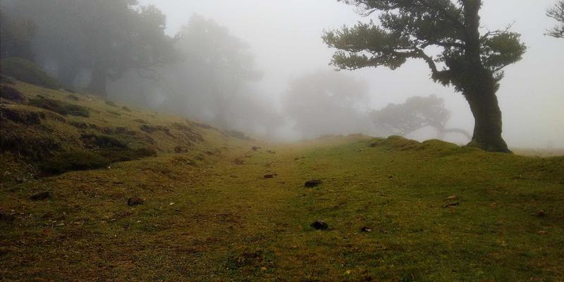 环保宠物箱深度评测：竹制、再生塑料与可降解材质，哪种更适合你的爱宠？